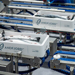 Recently harvested salmon produced by Andfjord Salmon moving along a processing line.