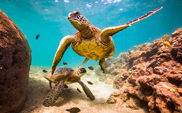 NOAA Fisheries proposes new critical habitat for Rice’s whales and green sea turtles