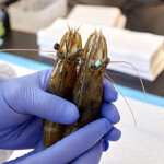 CAT's Shrimp Genetics Innovation Center