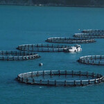 Barramundi Group fish farm.