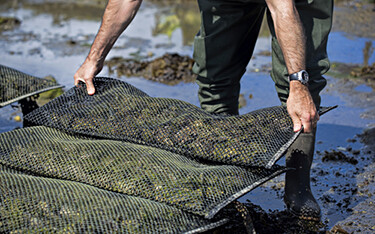 An oyster farmer adjusting a bag of oysters.