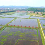 red swamp in China