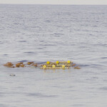 A drifting fish aggregate device at sea.