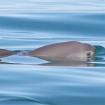 A vaquita swimming in calm ocean water.