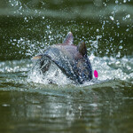 Alaskan city looks to join tribes’ Bering Sea groundfish lawsuit