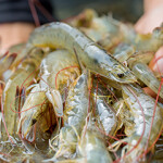 Shrimp from Vieetnam