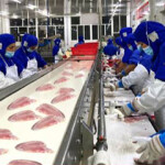 A Tongwei tilapia processing line.