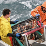 Dungeness crab are caught in a crab trap aboard the commercial crab boat Delma Ann.