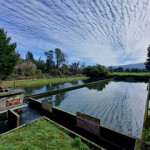 Benchmark Genetic's Curacalco fish farm.