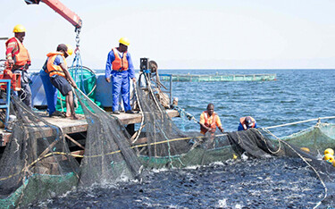A group of workers harvest Nile tilapia from an aquaculture operation in Africa.