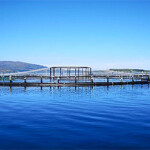 A salmon net pen in Scotland