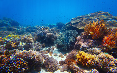 A coral reef.