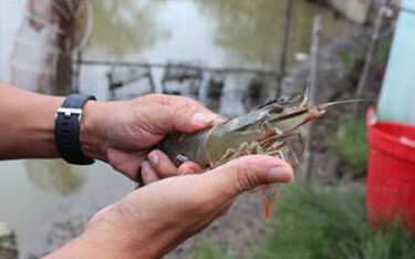 A person holding a large shrimp.