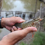 A person holding a large shrimp.