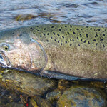 A salmon on the shoreline.