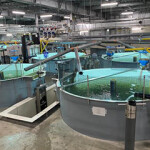 Salmon tanks at Proximar Seafood's recirculating aquaculture system facility in Japan.