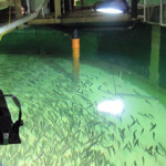 A Next Tuna recirculating aquaculture system setup.