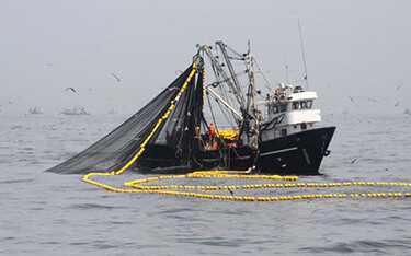 An anchovy fishing vessel in Peru.