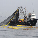An anchovy fishing vessel in Peru.