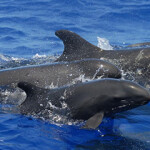 NOAA to test new fighting line device and other gear in the Pacific Islands