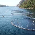 A Mowi farm in Norway.