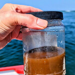A brown algae sample.