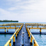 A Barramundi Group farm.