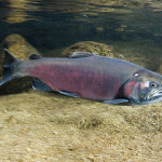 Fishing groups to sue over chemicals in tires