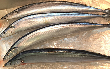 Japanese saury on ice.