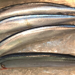 Japanese saury on ice.