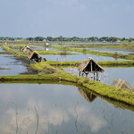 A shrimp farm in Bangladesh.