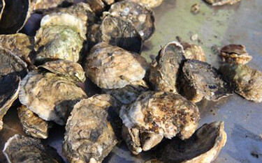 Oysters grown in Connecticut.