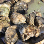 Oysters grown in Connecticut.