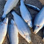 Escaped rainbow trout caught by anglers in Norway.