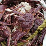 Alaska red king crab.