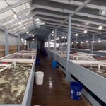 A Blue Star Foods operated crab recirculating aquaculture system facility