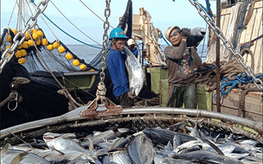 Tuna industry workers.
