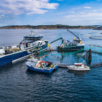 A Norwegian salmon farm.