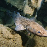 USDA invests in four seafood innovation projects