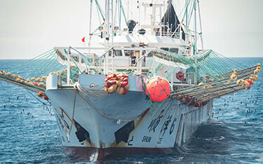 A Chinese squid-jigger.