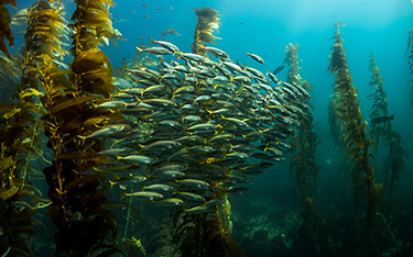 Spanish mackerel in a kelp forest.