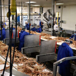 A snow crab processing plant in Newfoundland and Labrador, Canada