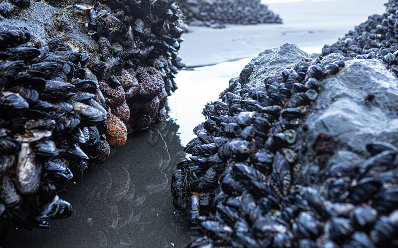 Large clumps of mussels on an Oregon beach