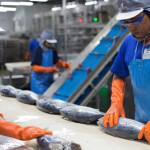 A Thai Union tuna production line