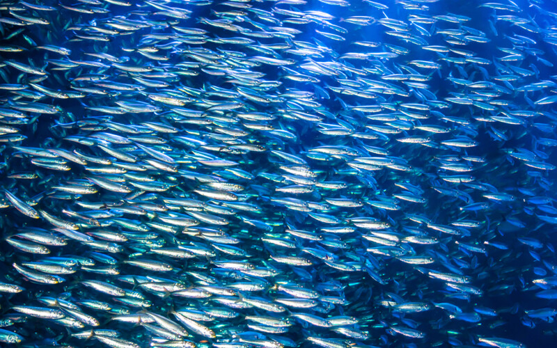 A school of anchovies swimming in a tight formation