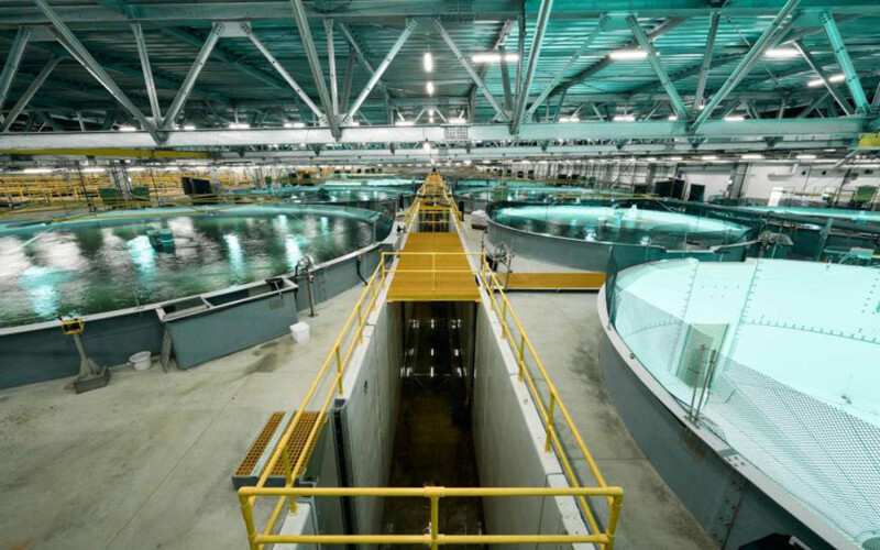 An aerial view of the inside of Proximar Seafood's salmon recirculating aquaculture system facility