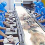 A tilapia processing line in China