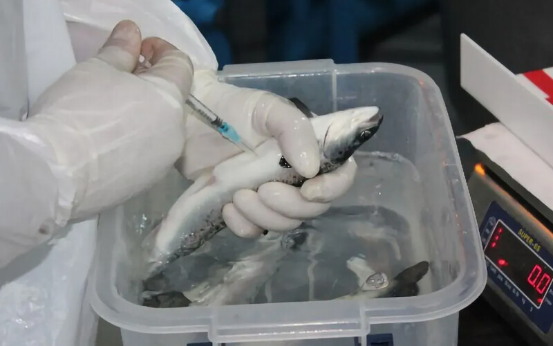 A scientist vaccinating a fish