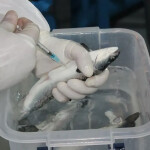 A scientist vaccinating a fish