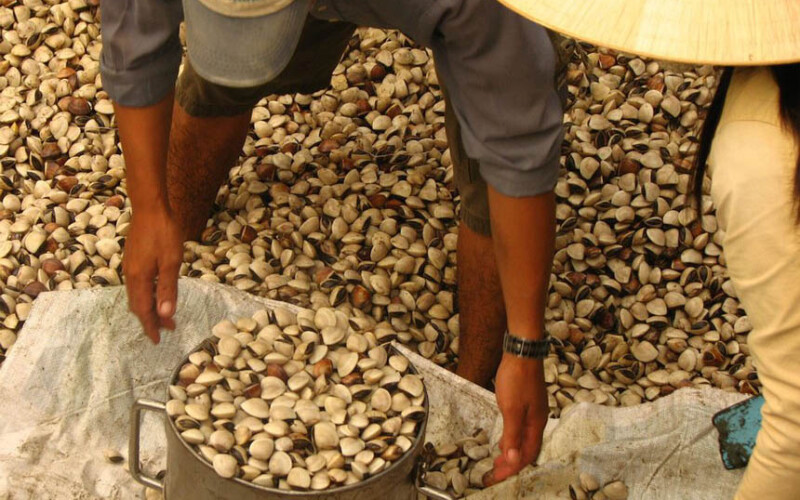 Clam harvesting in the Ben Tre fishery in Vietnam